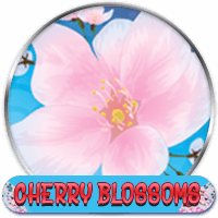 Cherry Blossoms